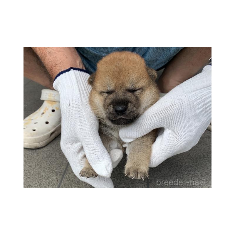 販売中の長崎県の柴犬-402451の2枚目
