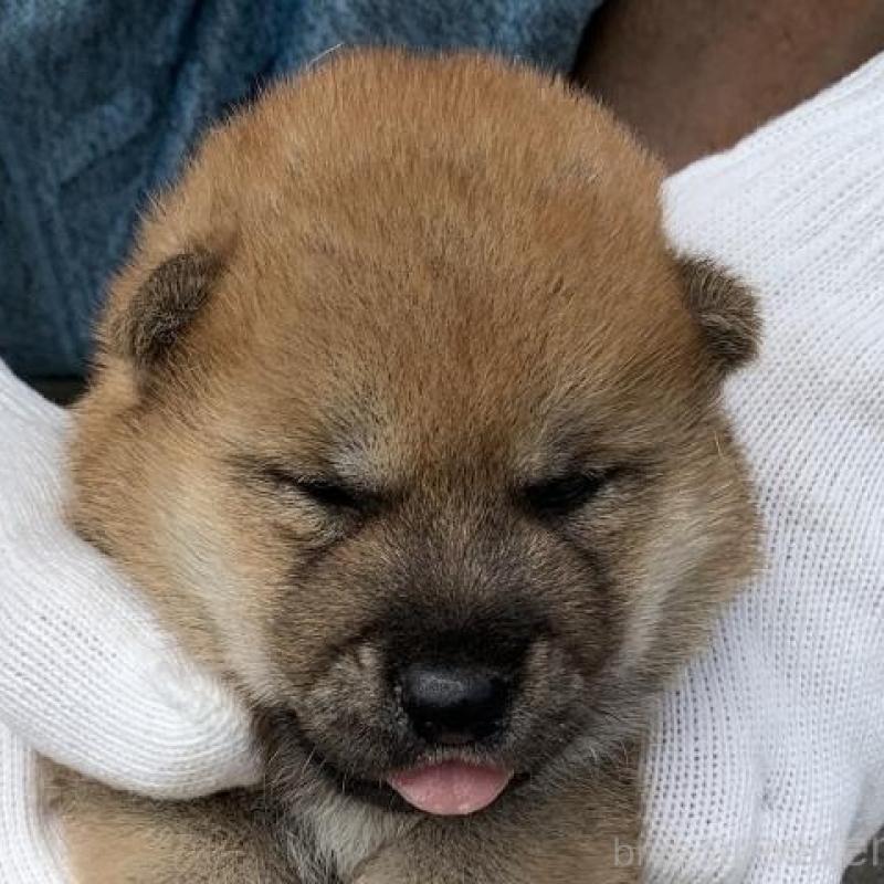 販売中の長崎県の柴犬-402451