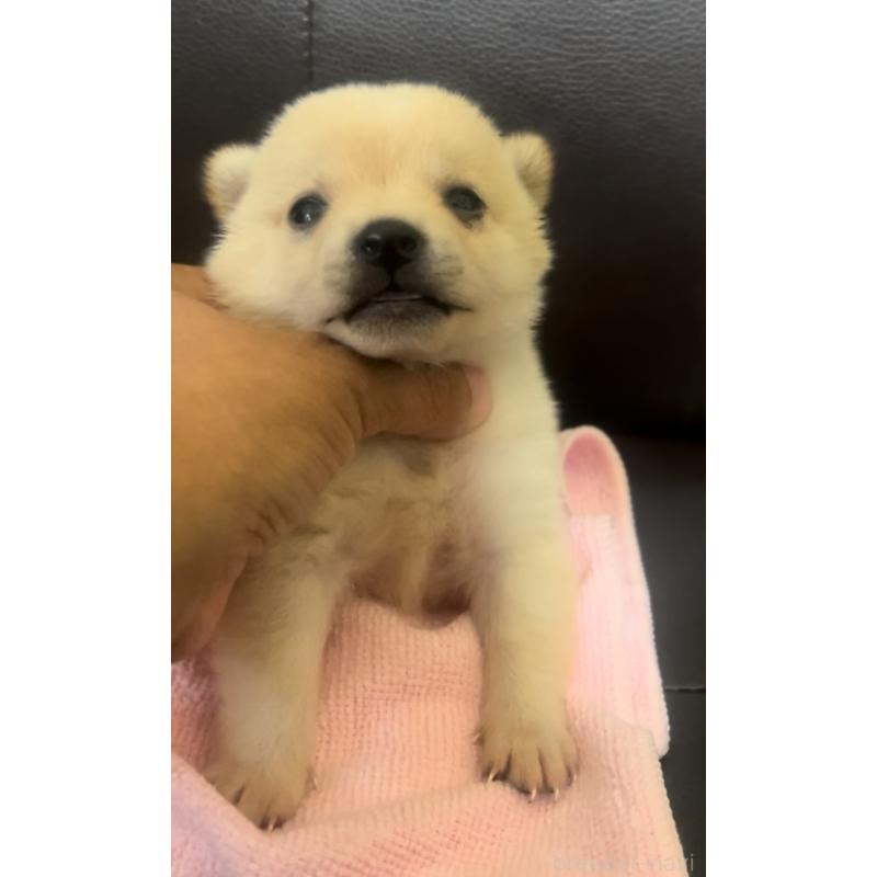 販売中の千葉県の豆柴-402465の2枚目