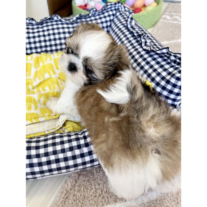 販売中の福岡県のシーズー-402468の2枚目