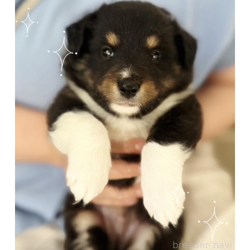 販売中の富山県のシェットランドシープドッグ(シェルティ)-402469の4枚目