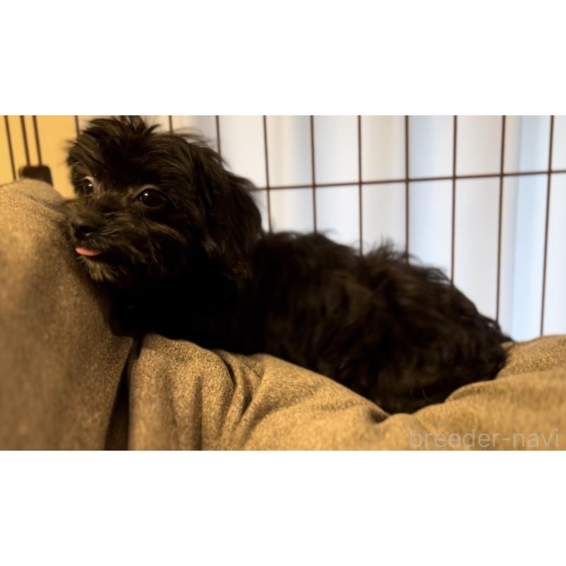 販売中の埼玉県のミックス犬-386389の10枚目