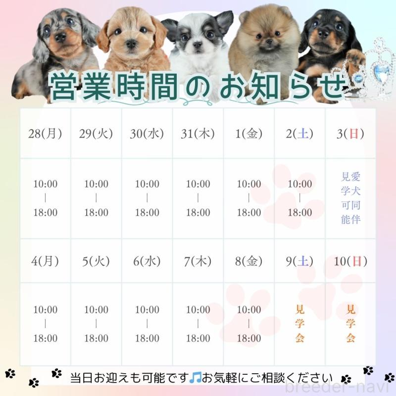 販売中の茨城県のトイプードル-393907の3枚目