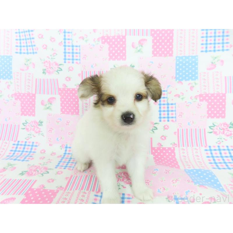 販売中の千葉県のパピヨン-399568の8枚目