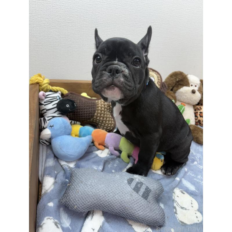 成約済の群馬県のフレンチブルドッグ-398098の9枚目