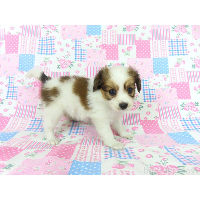 成約済の千葉県のパピヨン-399577の4枚目