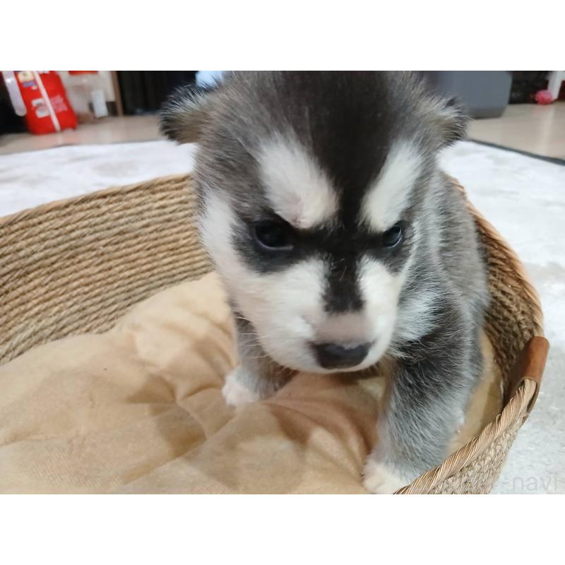 販売中の茨城県のシベリアンハスキー-402486の3枚目