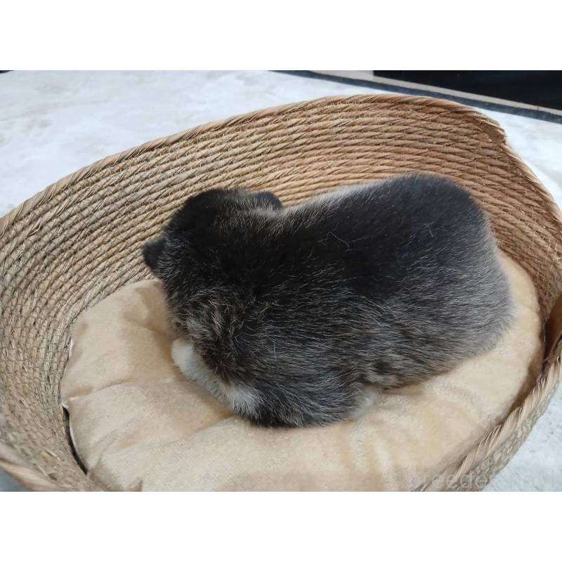 販売中の茨城県のシベリアンハスキー-402486の2枚目