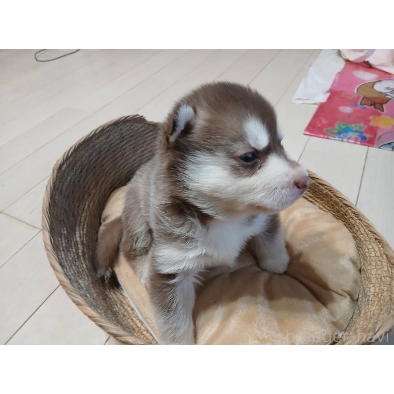 販売中の茨城県のシベリアンハスキー-402488の4枚目
