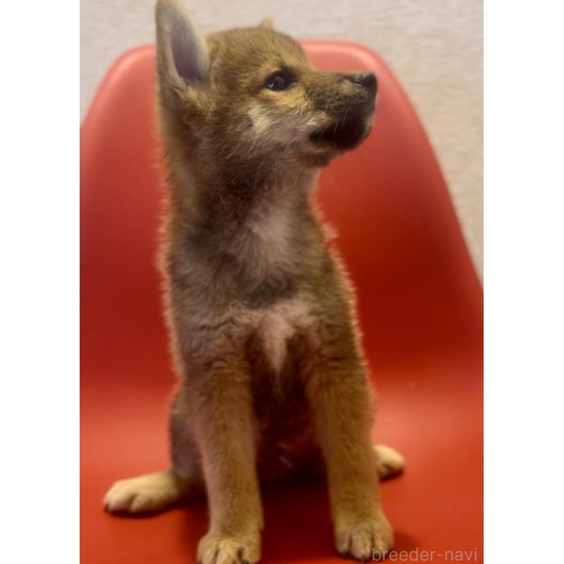 販売中の千葉県の柴犬-402487の3枚目