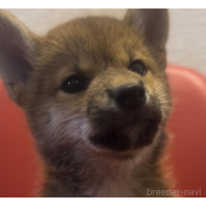 販売中の千葉県の柴犬-402487の2枚目