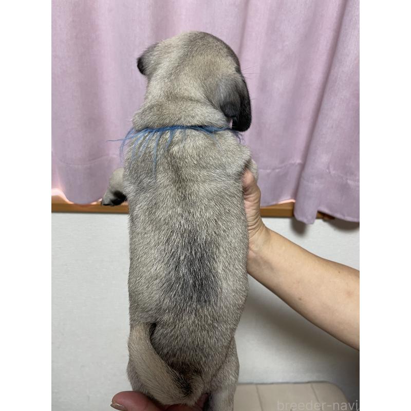 成約済の千葉県のパグ-397363の3枚目