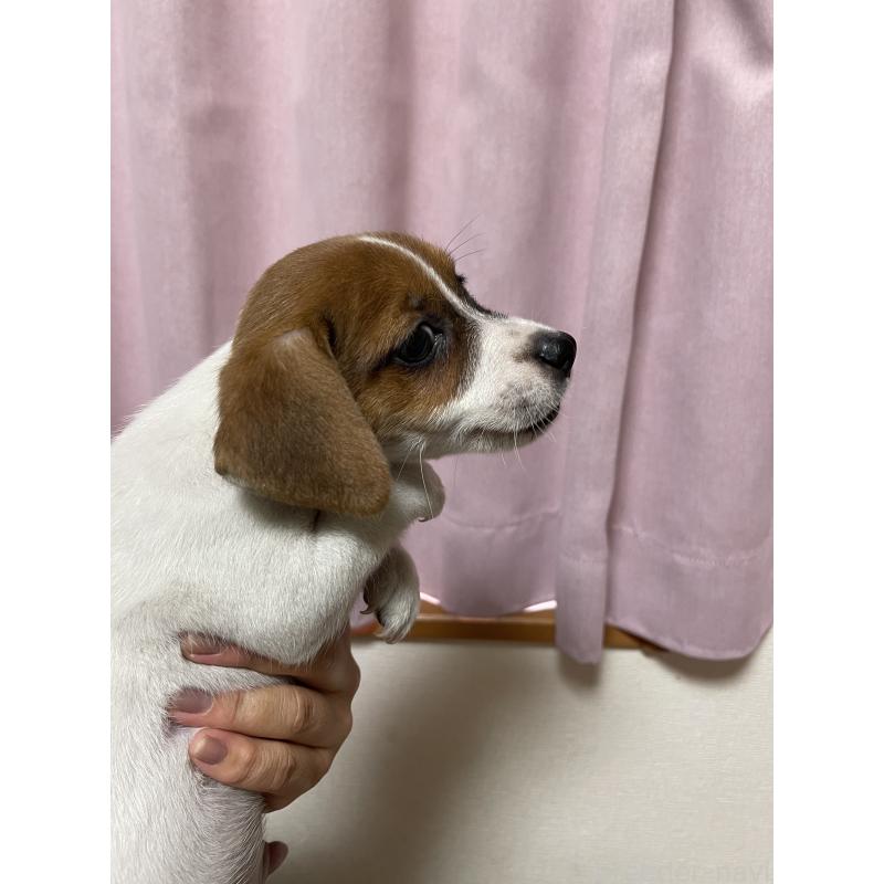 販売中の千葉県のジャックラッセルテリア-402504の3枚目