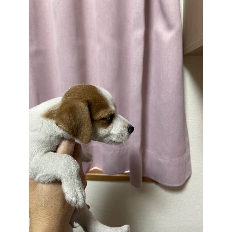 販売中の千葉県のジャックラッセルテリア-402506の3枚目