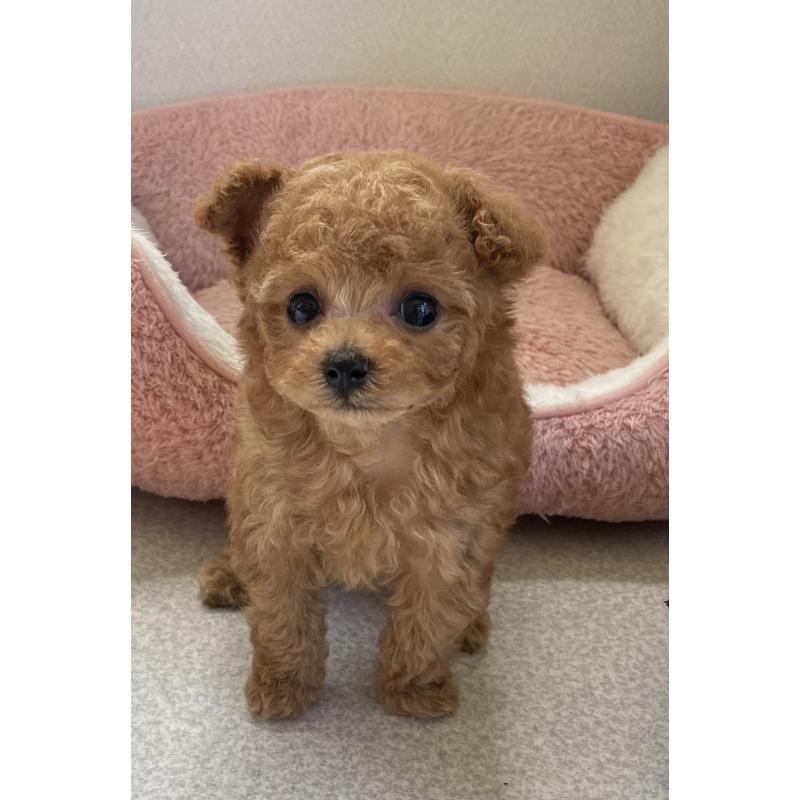成約済の岡山県のティーカッププードル-399550の3枚目
