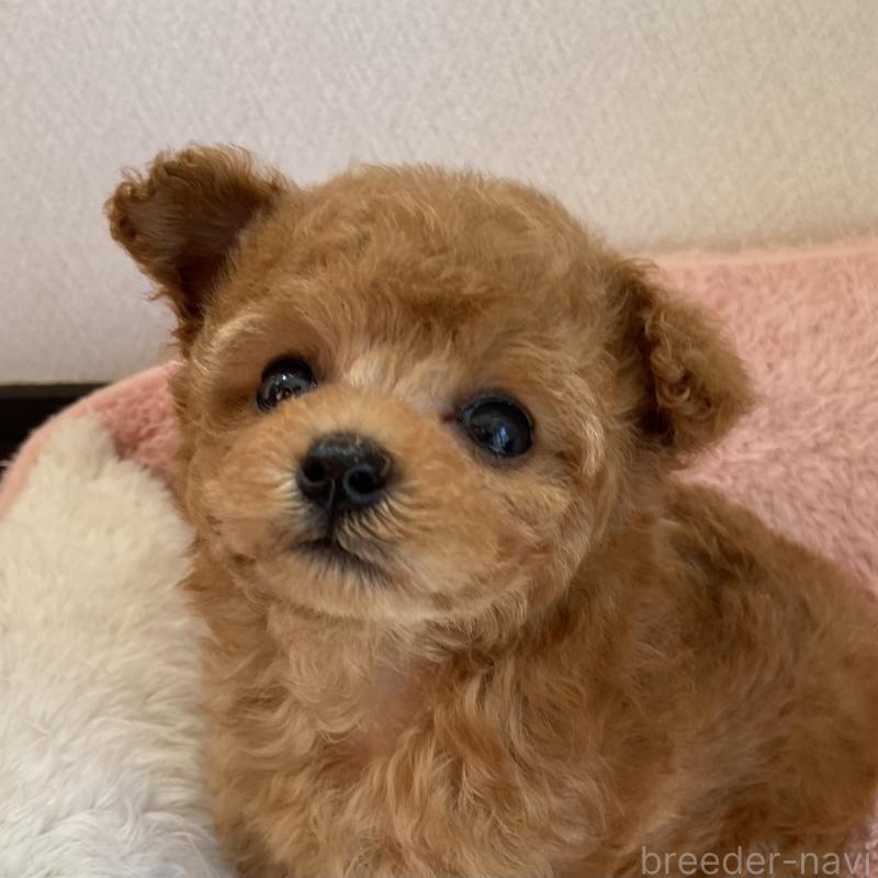 成約済の岡山県のティーカッププードル-399550の2枚目