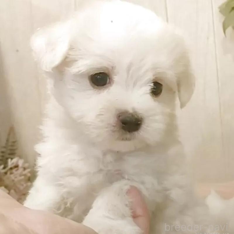 販売中の愛知県のマルチーズ-402514の1枚目