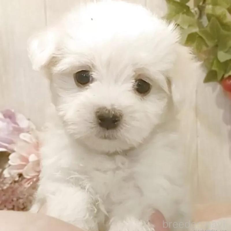 販売中の愛知県のマルチーズ-402514の6枚目