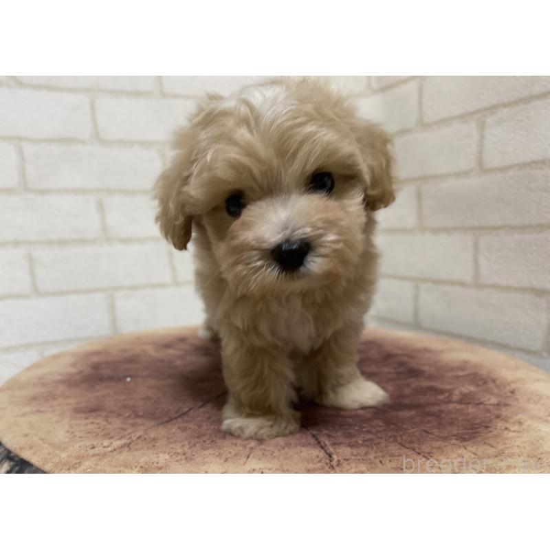 成約済の埼玉県のマルプー:マルチーズ×トイプードル-400343の4枚目