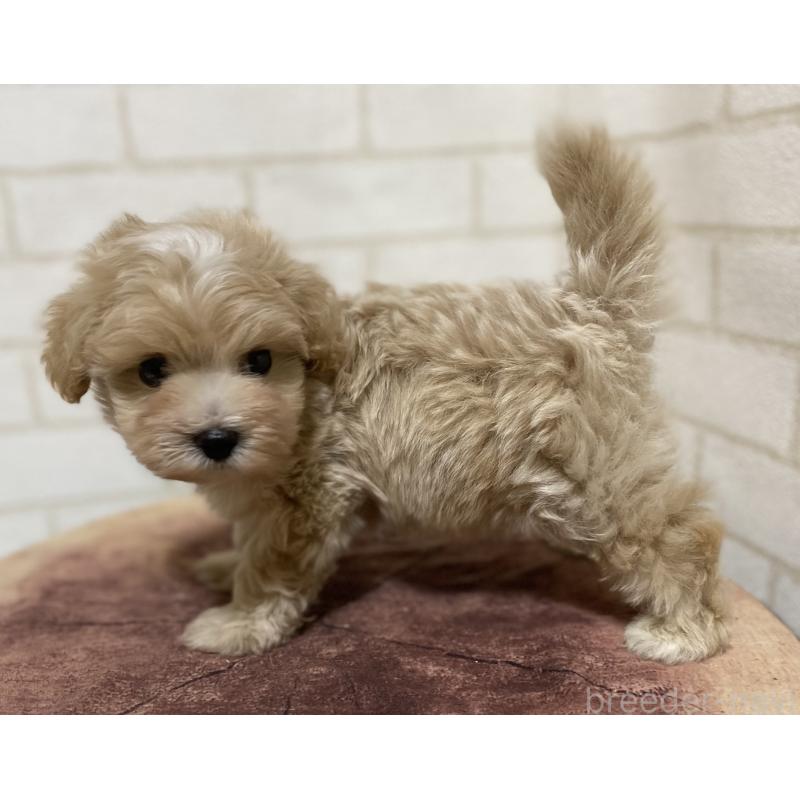 成約済の埼玉県のマルプー:マルチーズ×トイプードル-400343の3枚目