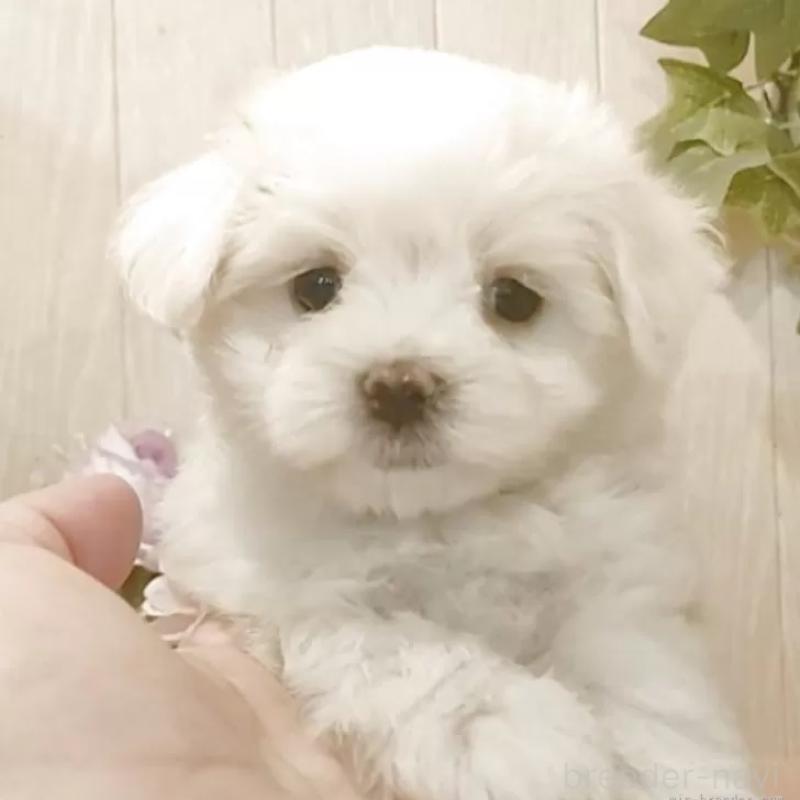 販売中の愛知県のマルチーズ-402515