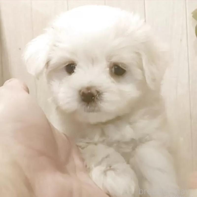 販売中の愛知県のマルチーズ-402515の7枚目