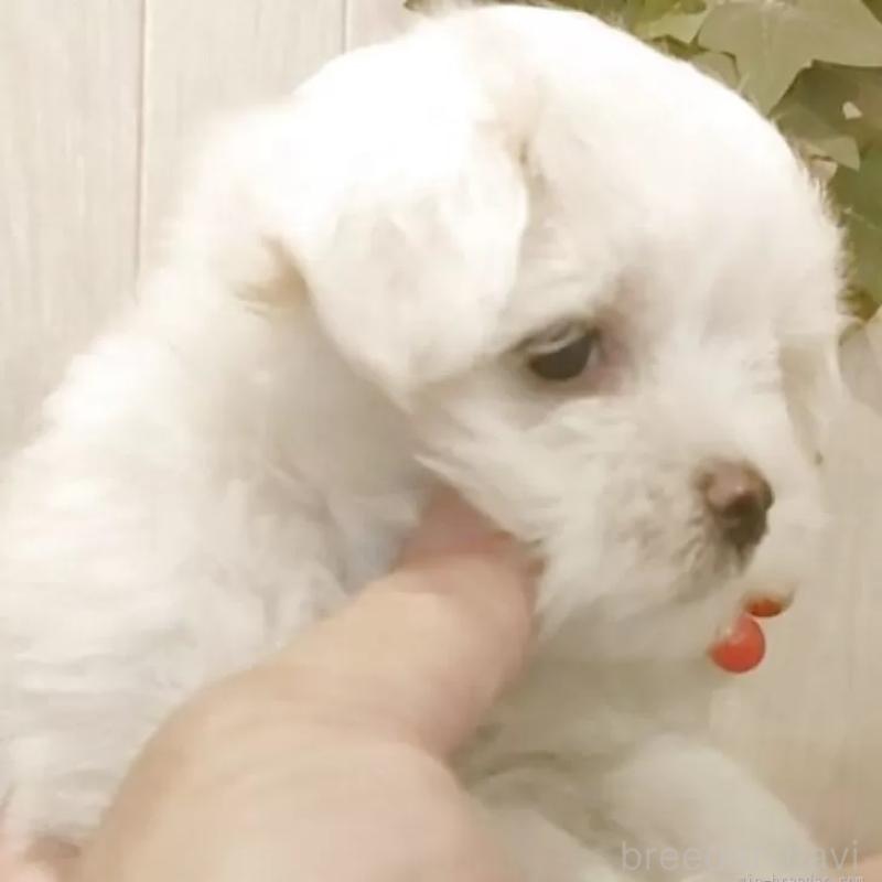 販売中の愛知県のマルチーズ-402515の6枚目
