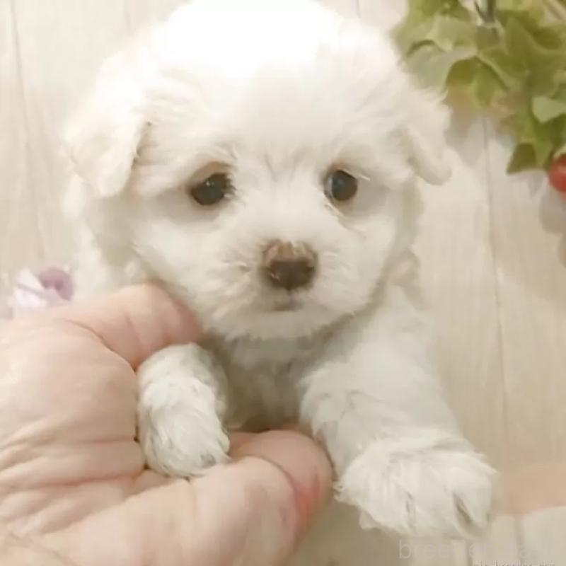 販売中の愛知県のマルチーズ-402516