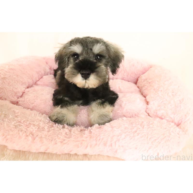 成約済の群馬県のミニチュアシュナウザー-397318の4枚目