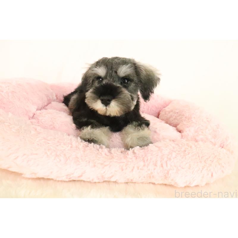 成約済の群馬県のミニチュアシュナウザー-397318の3枚目