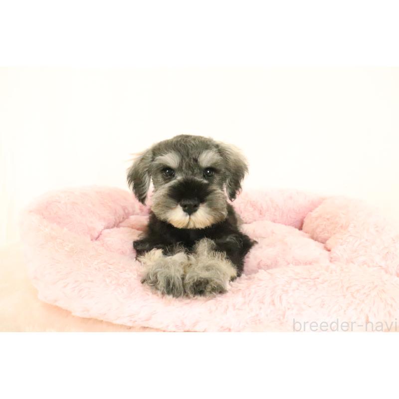 成約済の群馬県のミニチュアシュナウザー-397318の2枚目