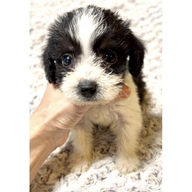 販売中の奈良県のミックス犬-401118の2枚目