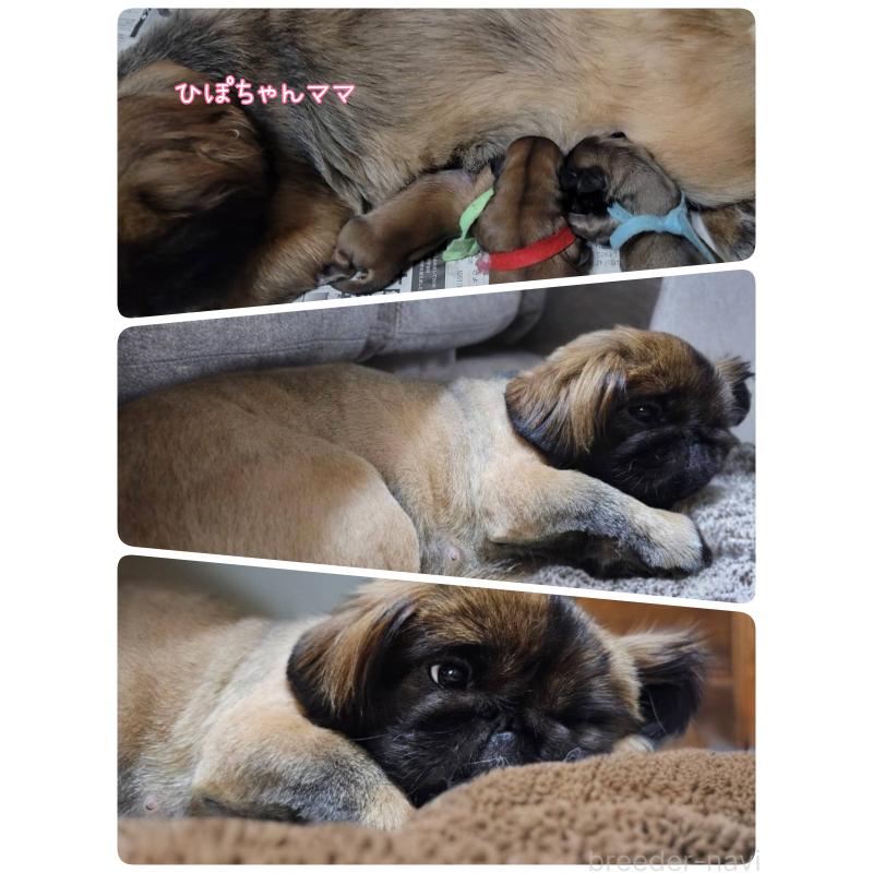 販売中の神奈川県のペキニーズ-402407の3枚目