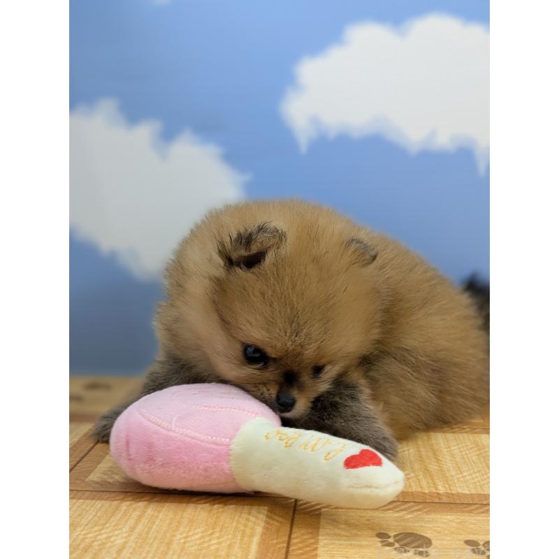 販売中の岐阜県のポメラニアン-398193の6枚目