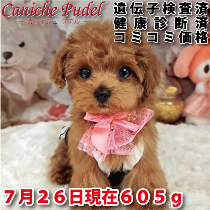 販売中の岐阜県のティーカッププードル-392232