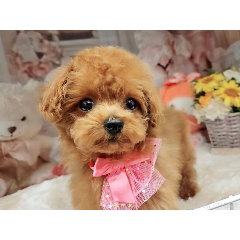 販売中の岐阜県のティーカッププードル-392232の3枚目