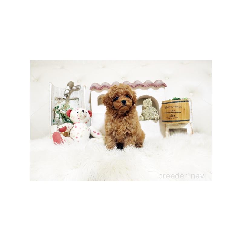 成約済の佐賀県のトイプードル-399774の5枚目