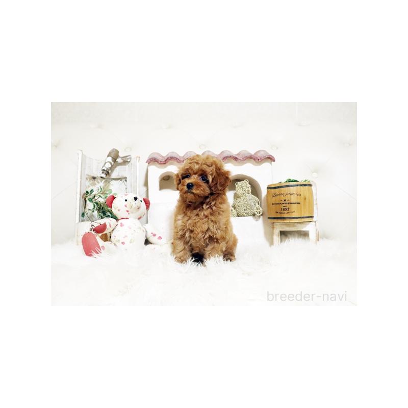 成約済の佐賀県のトイプードル-399774の4枚目