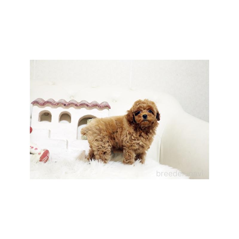 成約済の佐賀県のトイプードル-399774の2枚目