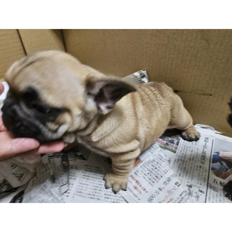 販売中の愛知県のフレンチブルドッグ-402414の8枚目