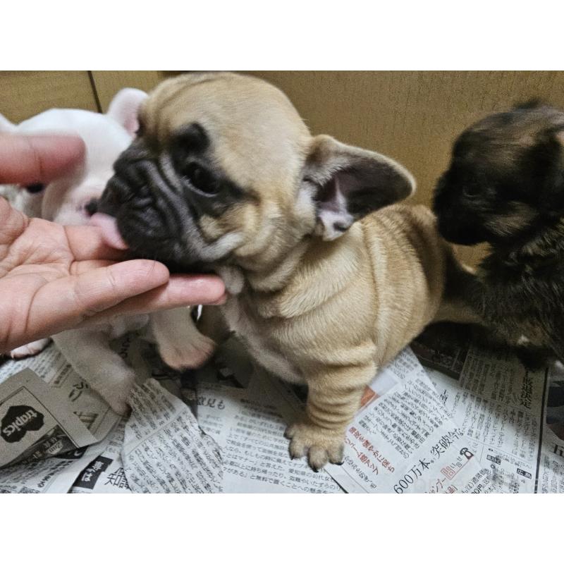 販売中の愛知県のフレンチブルドッグ-402414の7枚目