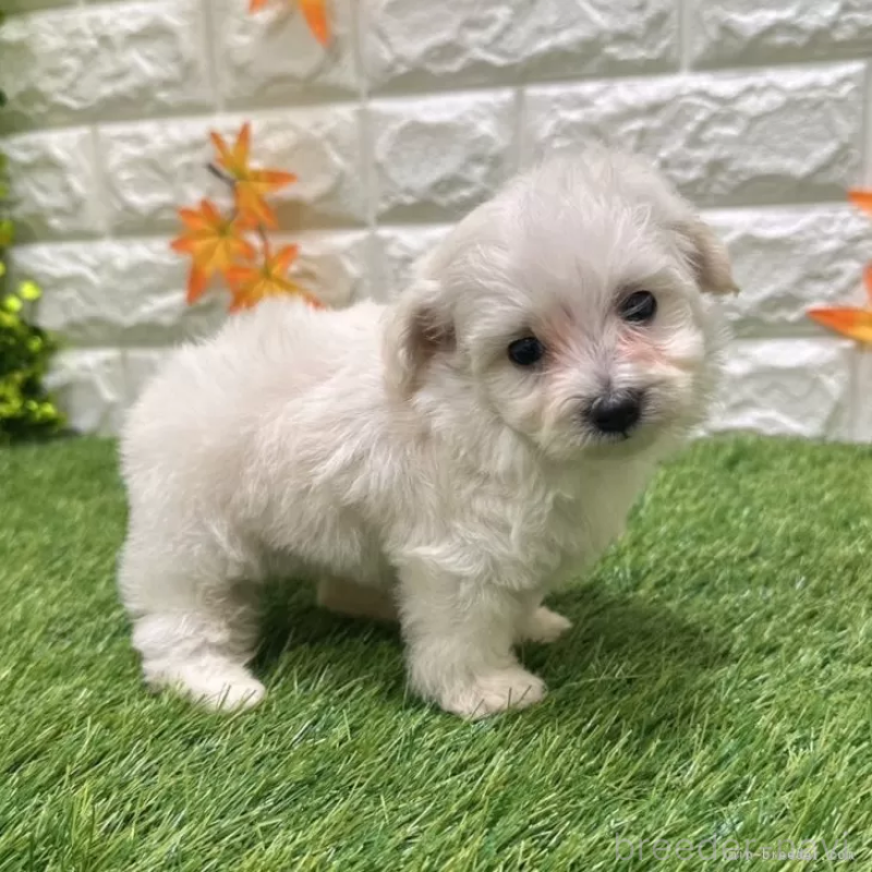 成約済の愛知県のマルプー:マルチーズ×トイプードル-401574の5枚目