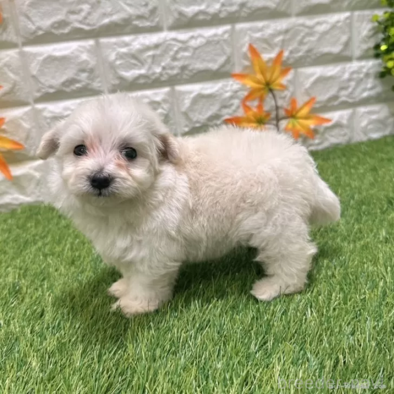 成約済の愛知県のマルプー:マルチーズ×トイプードル-401574の4枚目