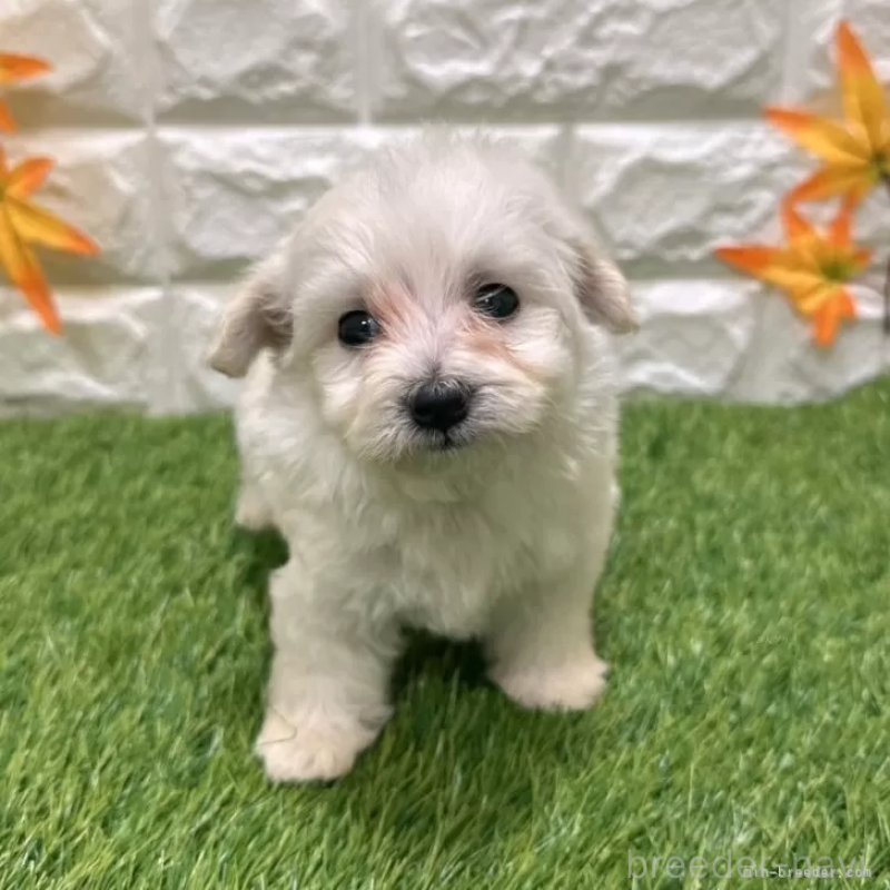 成約済の愛知県のマルプー:マルチーズ×トイプードル-401574の3枚目