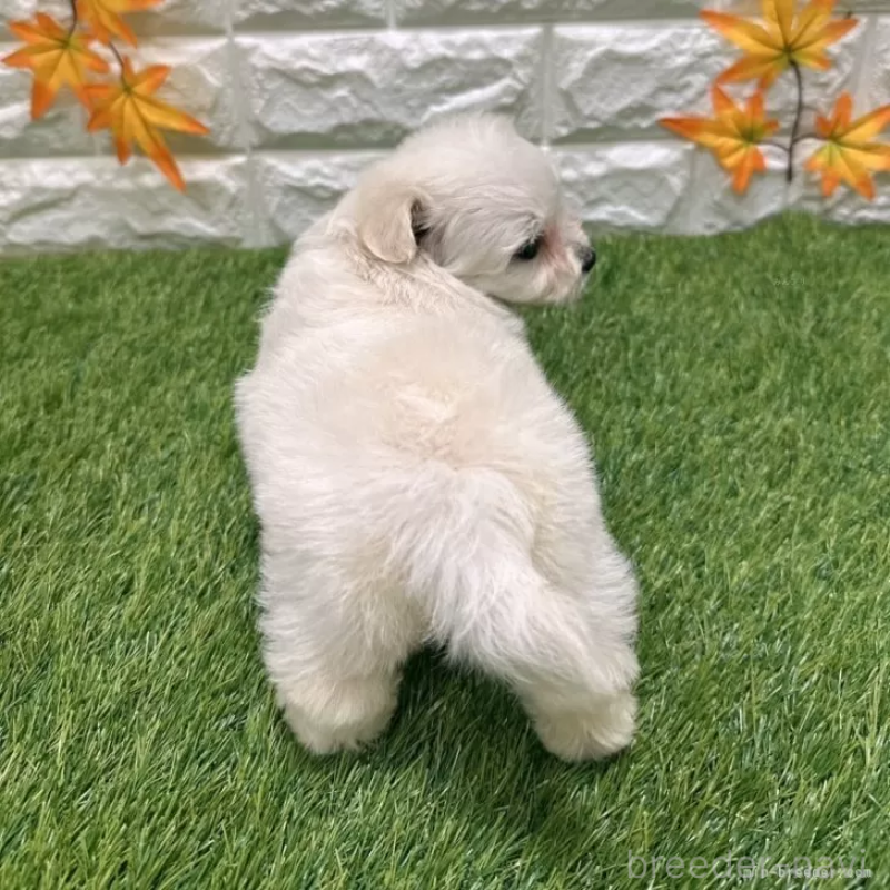 成約済の愛知県のマルプー:マルチーズ×トイプードル-401574の2枚目