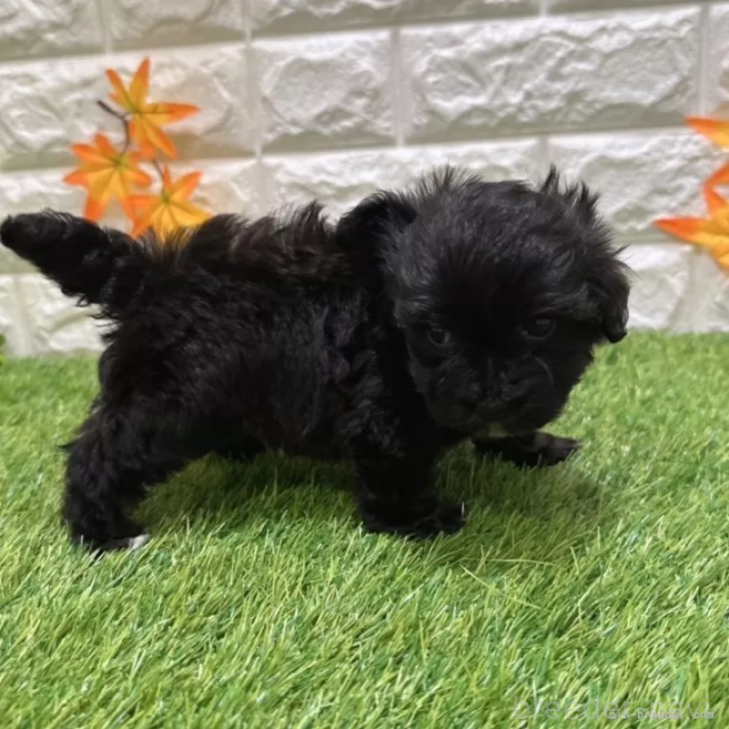 成約済の愛知県のマルプー:マルチーズ×トイプードル-401571の5枚目