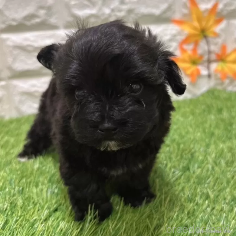 成約済の愛知県のマルプー:マルチーズ×トイプードル-401571の3枚目