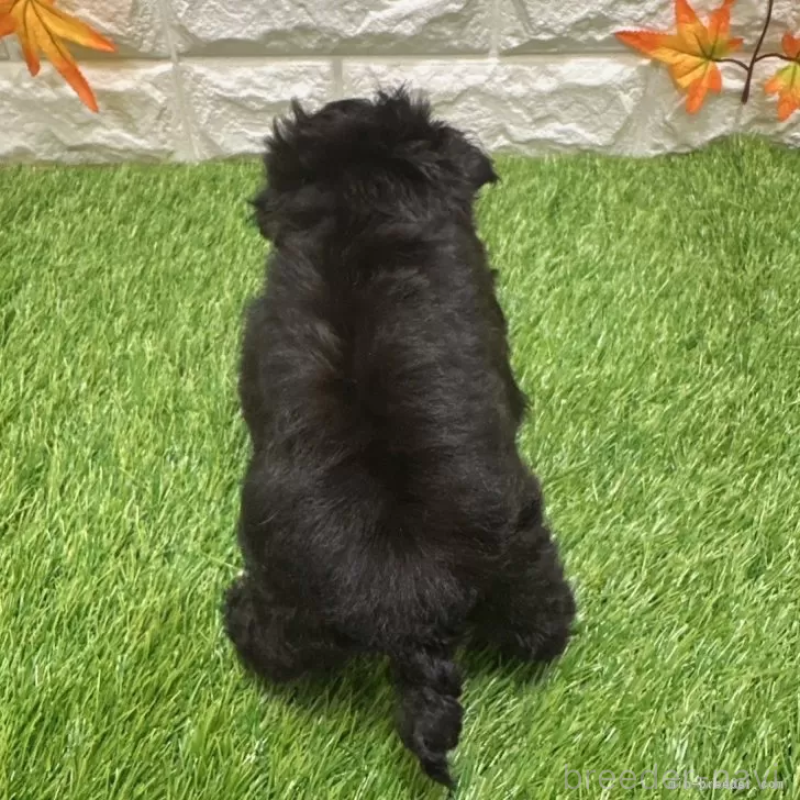 成約済の愛知県のマルプー:マルチーズ×トイプードル-401571の2枚目