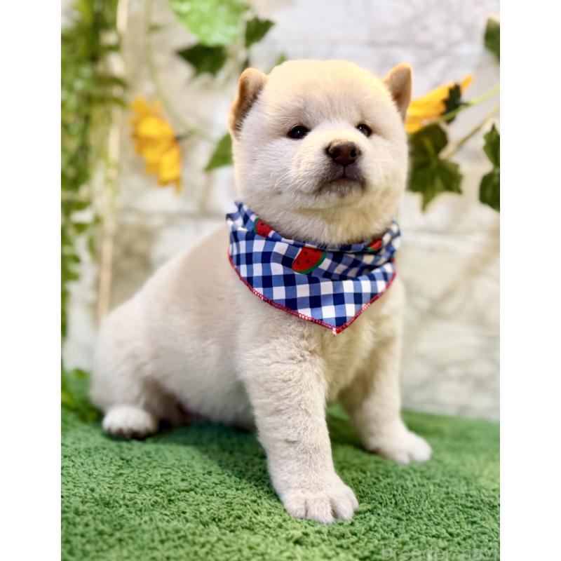 販売中の埼玉県の柴犬-399677