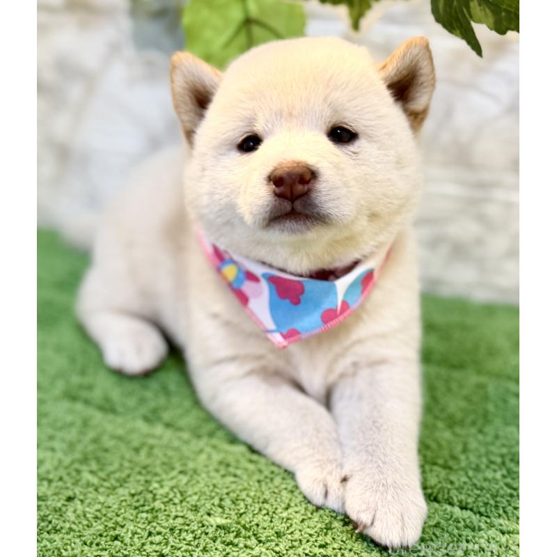 販売中の埼玉県の柴犬-399676